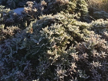 Pretty frosty plants