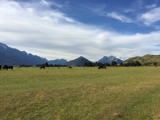 Cows and mountains, that's New Zealand.