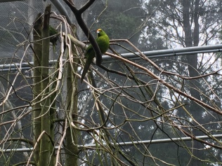 Bird conservatory! Parakeets!