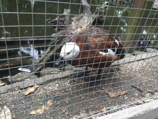 Bald eagle duck!