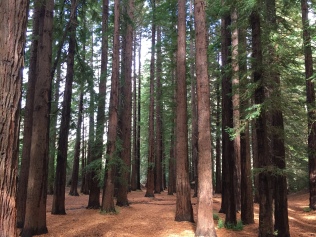 Mini-redwood forest.