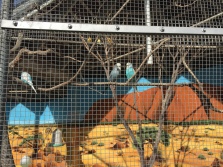 Cool little parakeets, reminds me of my childhood pets.
