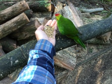 Got to feed birds at the sanctuary I sometimes stop at on my drive down :)