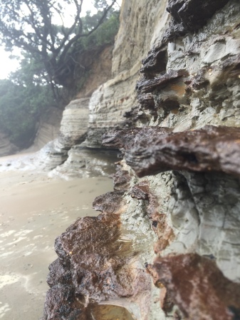 Alternating rock layers at Hatfield's Beach on the coast north of Auckland