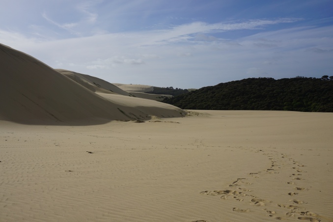Reminds me a lot of White Sands, New Mexico. And amazing how the dunes come right up against the green forest!