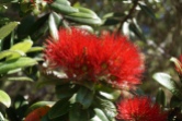 Pohutukawa flowers. NZ's Christmas tree