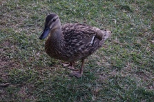 Duck friend came for dinner.