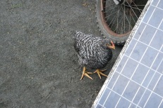 Just a friendly pet chicken.