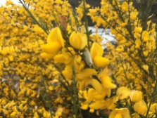 Pretty yellow wildflowers...
